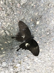Papilio nephelus chaonulus