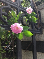 Rosa