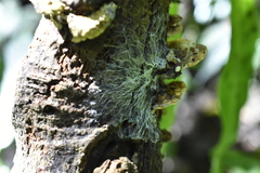 Antrodiella