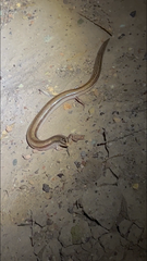Ophiomorus nuchalis