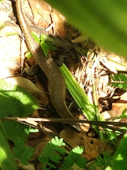 Eutropis multifasciata