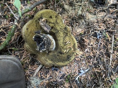 Caloboletus conifericola