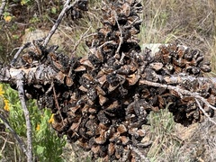 Widdringtonia nodiflora