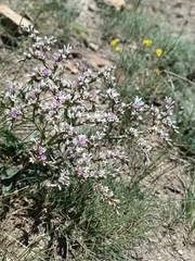 Goniolimon tataricum