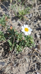 Anthemis maritima