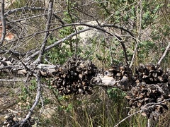 Widdringtonia nodiflora