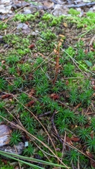 Polytrichum