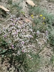 Goniolimon tataricum