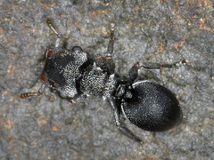 Cephalotes pusillus