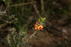 Dillwynia sericea