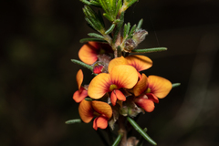 Dillwynia sericea