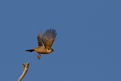 Melithreptus brevirostris