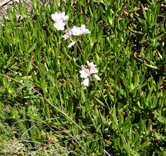 Ixia orientalis