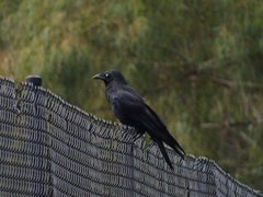 Corvus mellori