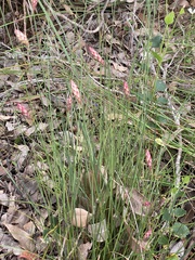 Johnsonia lupulina