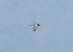 Egretta