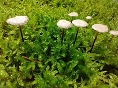 Marasmius