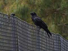 Corvus mellori