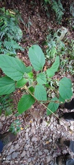 Clerodendrum trichotomum