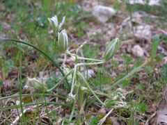Ornithogalum refractum
