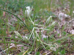 Ornithogalum refractum