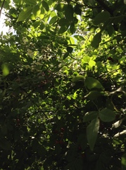 Rosa multiflora