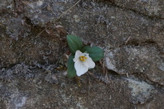 Trillium nivale