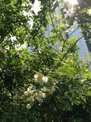 Rosa multiflora