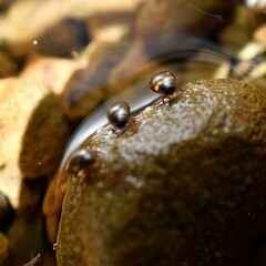 Lacconectus formosanus