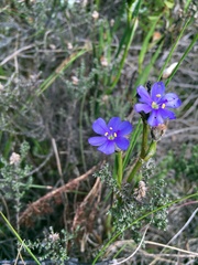 Aristea africana