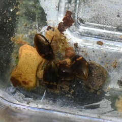Lacconectus formosanus