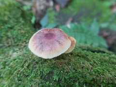 Gymnopilus aeruginosus