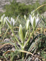 Ornithogalum dalmaticum