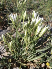 Ornithogalum dalmaticum