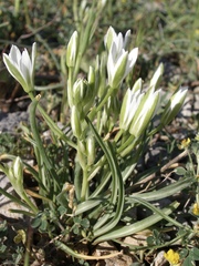 Ornithogalum dalmaticum