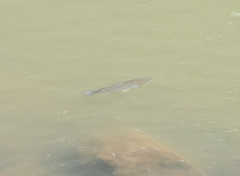 Planiliza subviridis