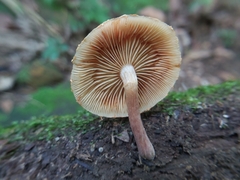 Gymnopilus aeruginosus