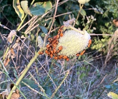 Oncopeltus fasciatus