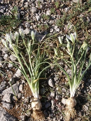 Ornithogalum dalmaticum