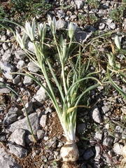 Ornithogalum dalmaticum