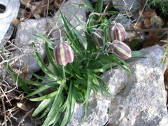 Fritillaria messanensis neglecta