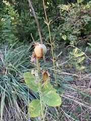 Oncopeltus fasciatus