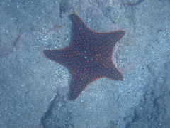 Pentaceraster cumingi