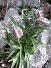 Fritillaria messanensis neglecta
