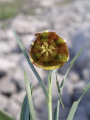 Fritillaria messanensis neglecta
