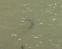 Planiliza subviridis