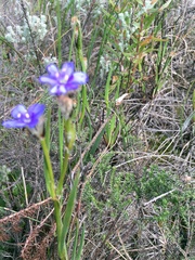 Aristea africana