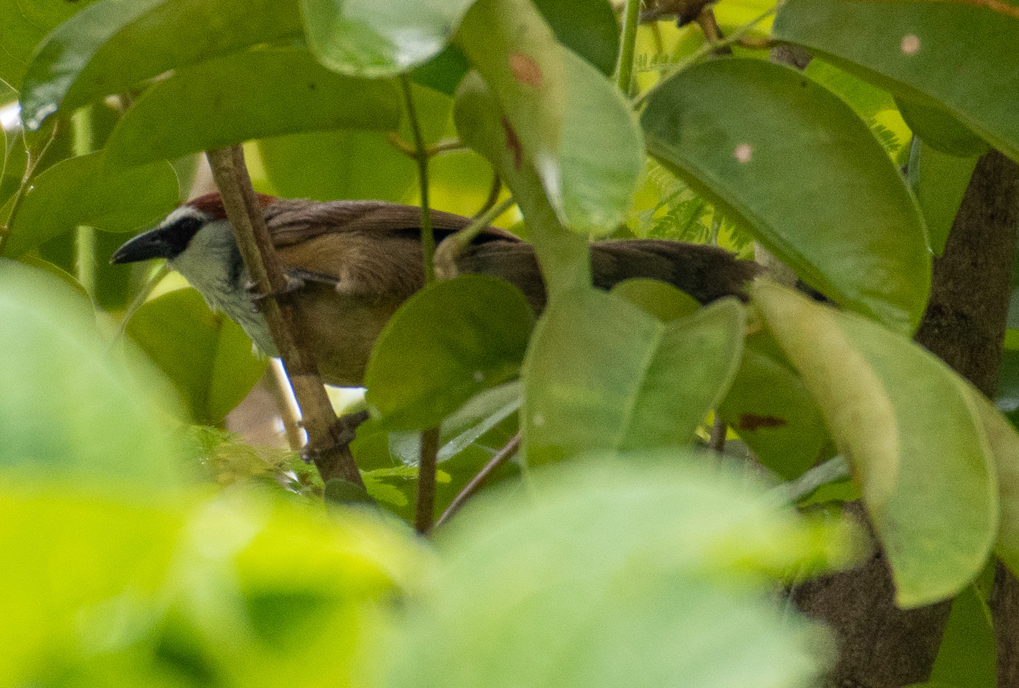 Chestnut-capped Babbler