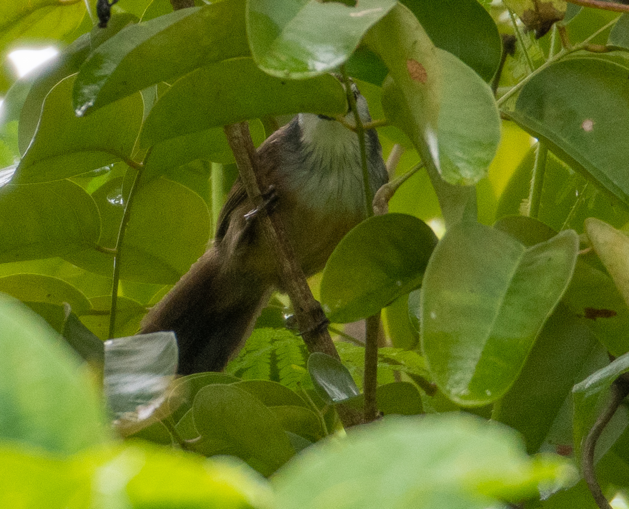 Chestnut-capped Babbler