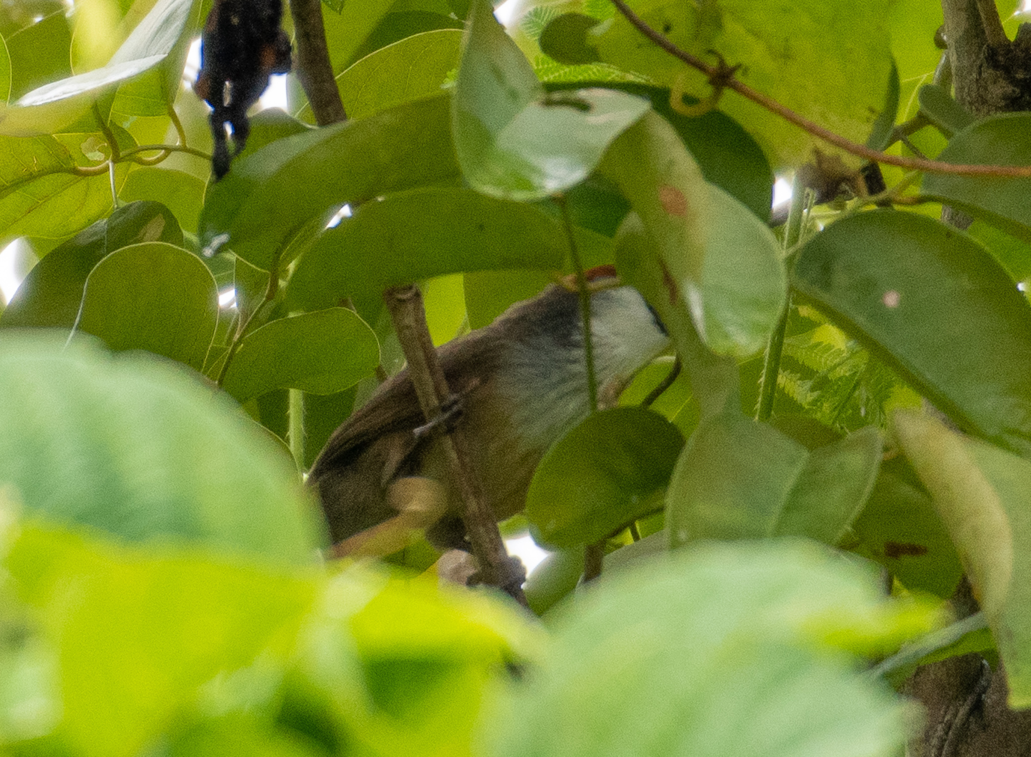 Chestnut-capped Babbler
